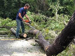 Best Lawn Dethatching  in Morristown, NJ